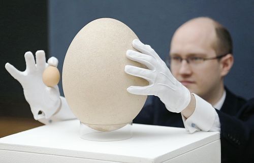 鳥類中最大的象鳥蛋即將被拍賣