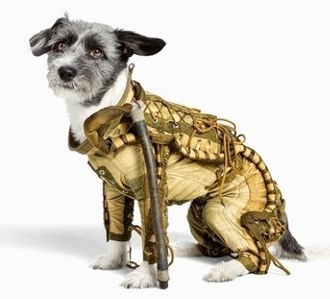 太空狗穿着宇航服