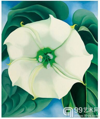 ɫ䣬һš(Jimson Weed/White Flower No.1)