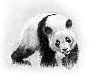 日本铅笔画家木下晋笔下的熊猫。(受访者供图)