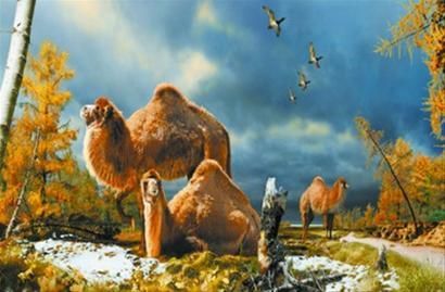 艾斯米尔岛巨型骆驼的生活复原图。