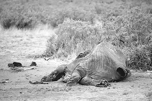 越来越多的大象因象牙遭非法猎杀。图片来源：Jamie Harron