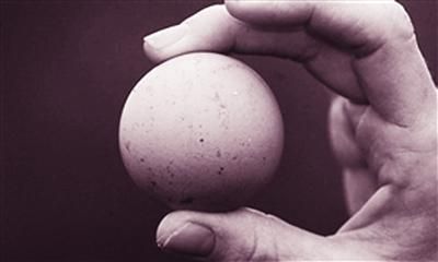 英国一母鸡产下“完美的圆蛋” 卖出700美元(图) 