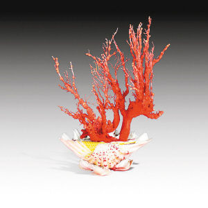 红珊瑚