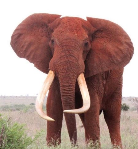 “象王”薩陶生前照。其擁有著世界上最為巨型的身軀，以及兩根美麗的長牙。