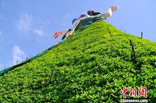 新疆乌鲁木齐市“飞天”造型绿色植物花堆，在网络与现实中都引起了热议。“飞天”的下半身，也就是她的裙摆，是由绿色植物构成，运用的是无土栽培技术，“裙摆”上可以看到许多用来浇灌的喷头。马新龙 摄