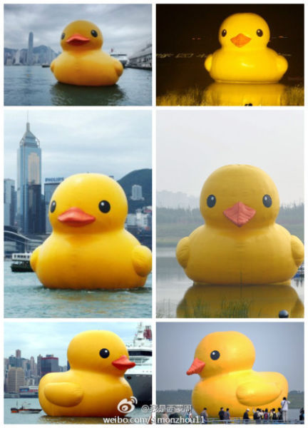 香港大黄鸭与北京大黄鸭对比(图片来自于微博)