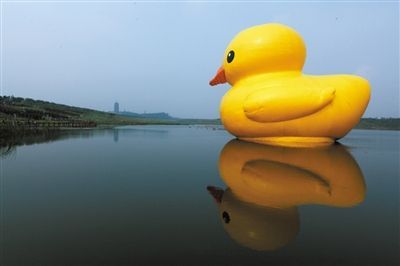 大黄鸭安静地游弋在园博湖。拍者 毛绒绒