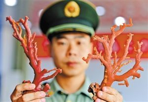 福建公安边防三沙边防派出所民警展示被查获的红珊瑚（5月15日摄）。新华