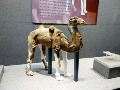隋炀帝墓志、墓志盖原件首亮相 修复动物俑展出