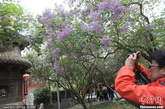  2013年4月28日，北京西城区法源寺内丁香摄影节开幕，吸引众多游人观赏。范继文 摄 图片来源：CFP视觉中国（资料图）  